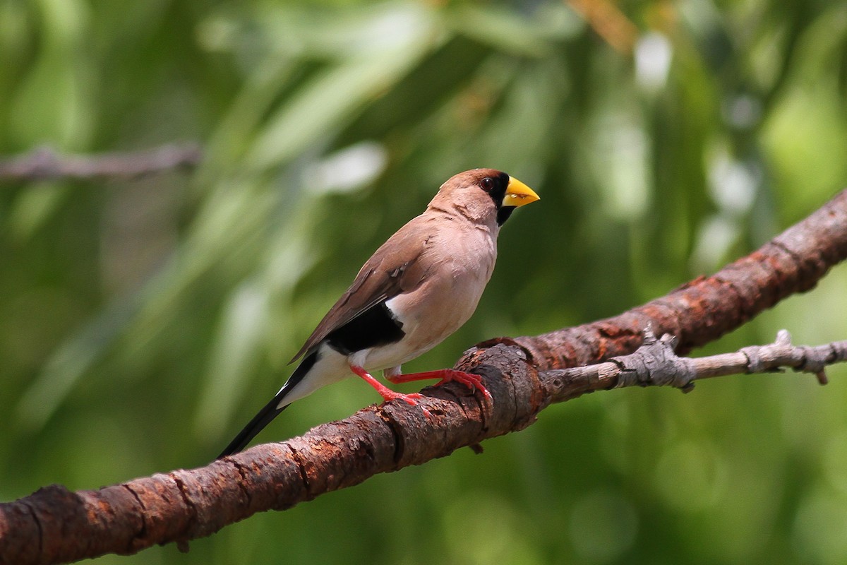 Masked Finch - ML85849151