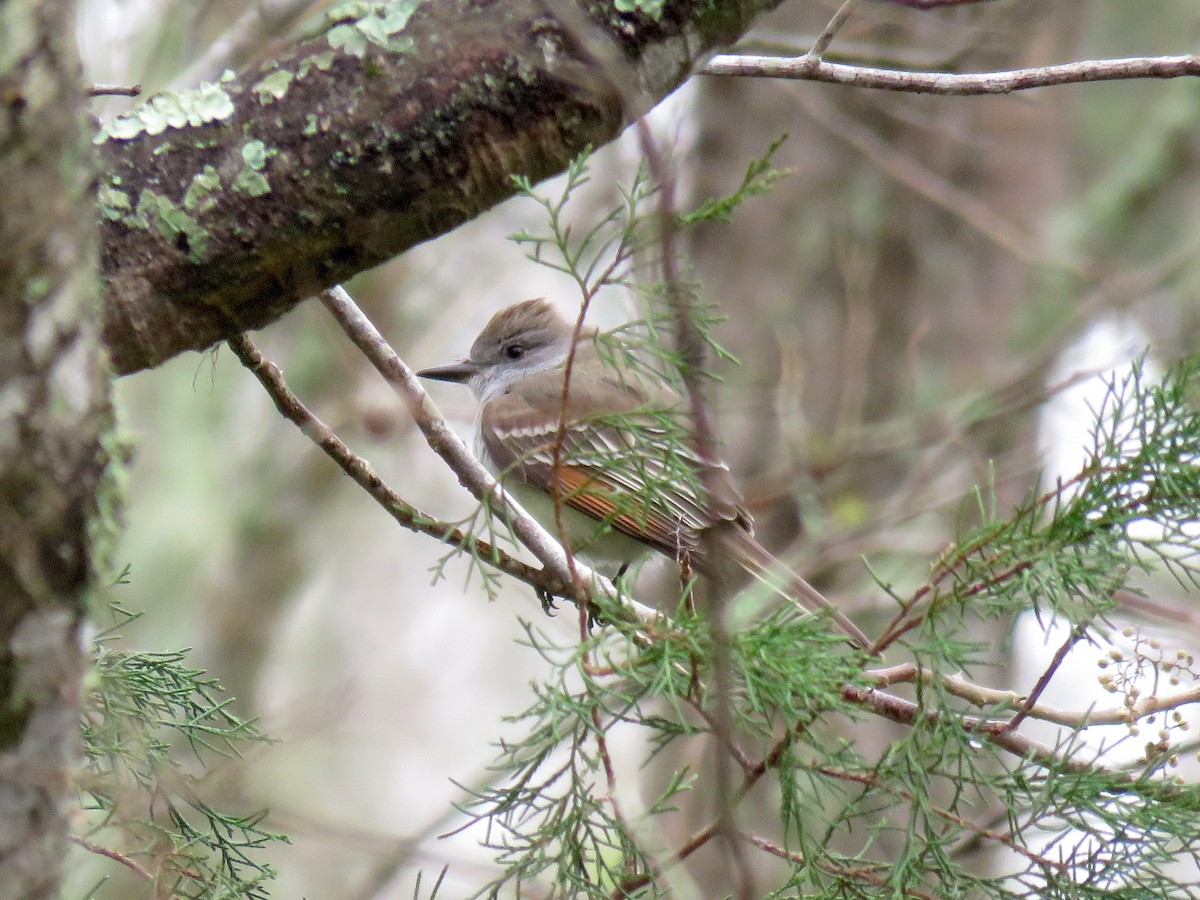 Ash-throated Flycatcher - Albert Ribes