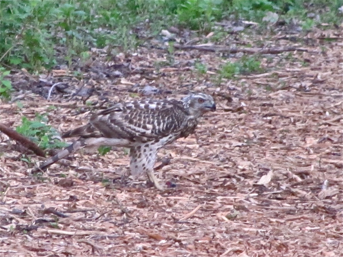 American Goshawk - ML85850981