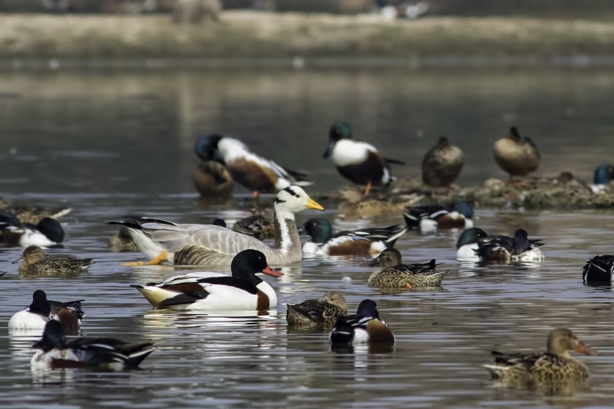 Common Shelduck - ML85853791