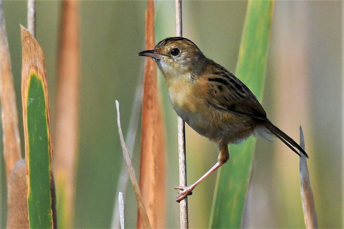 Golden-headed Cisticola - ML85854981