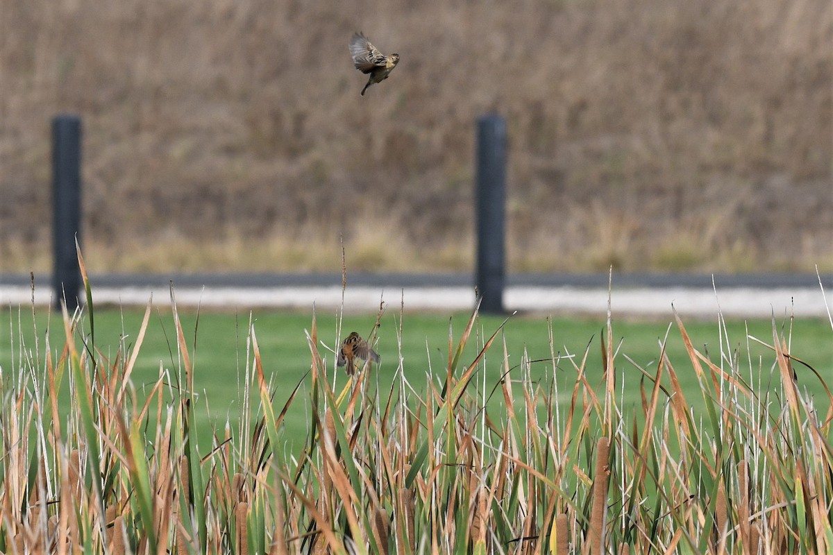 Golden-headed Cisticola - ML85854991