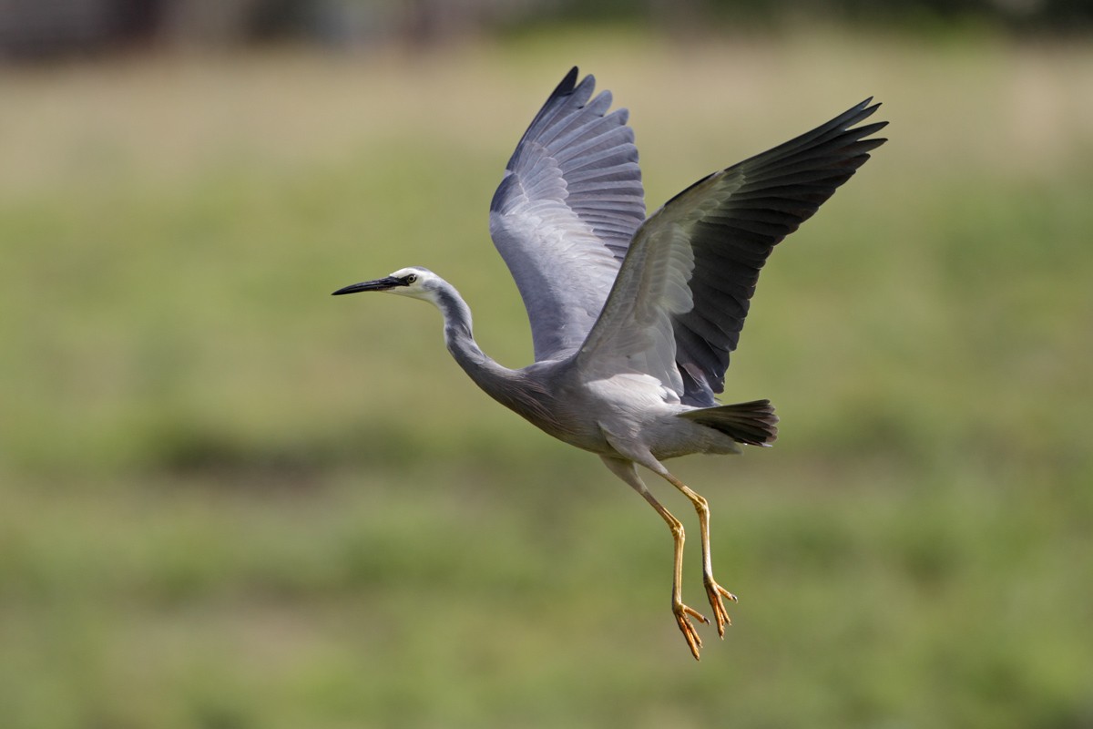 White-faced Heron - ML85855991