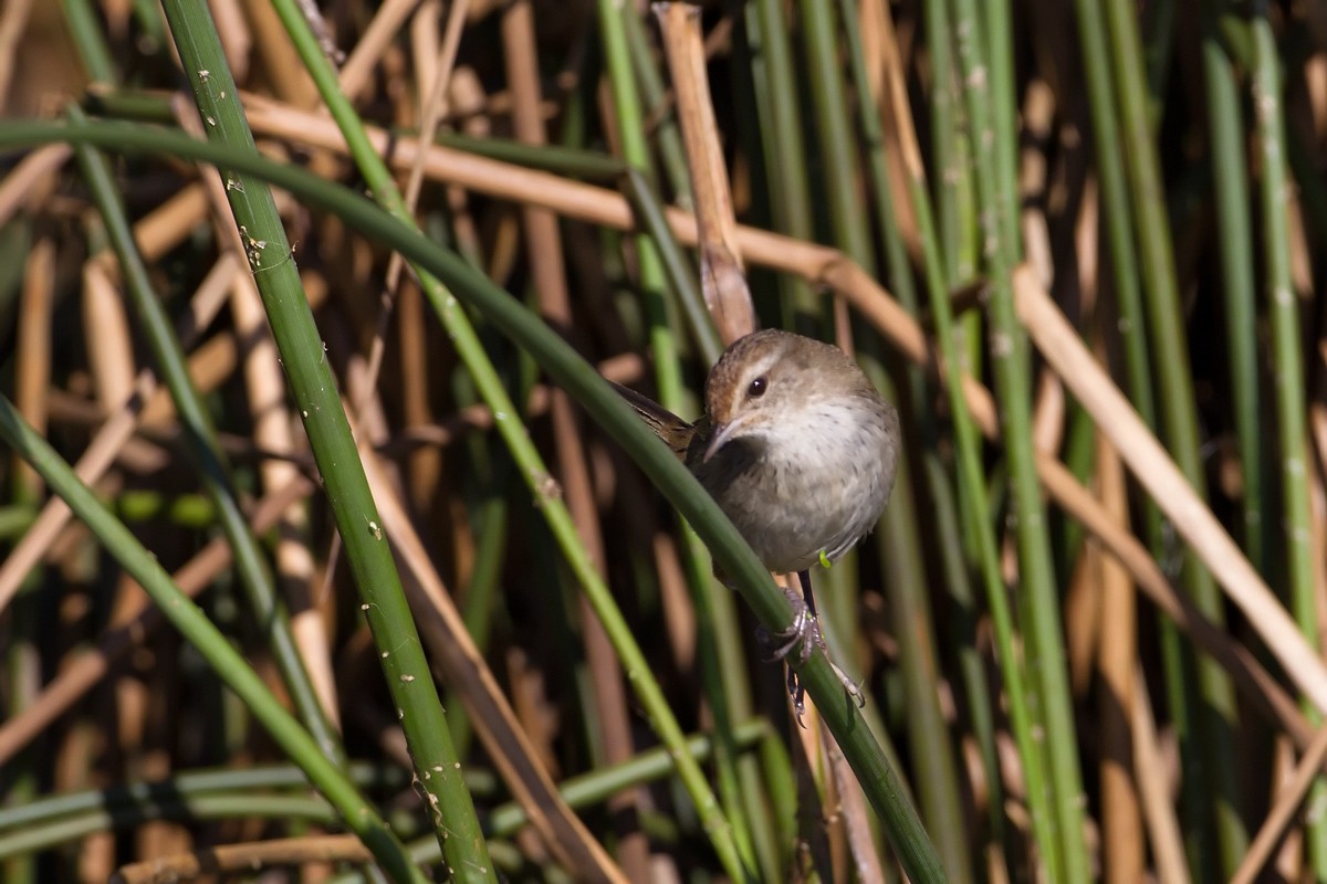 Little Grassbird - ML85856061