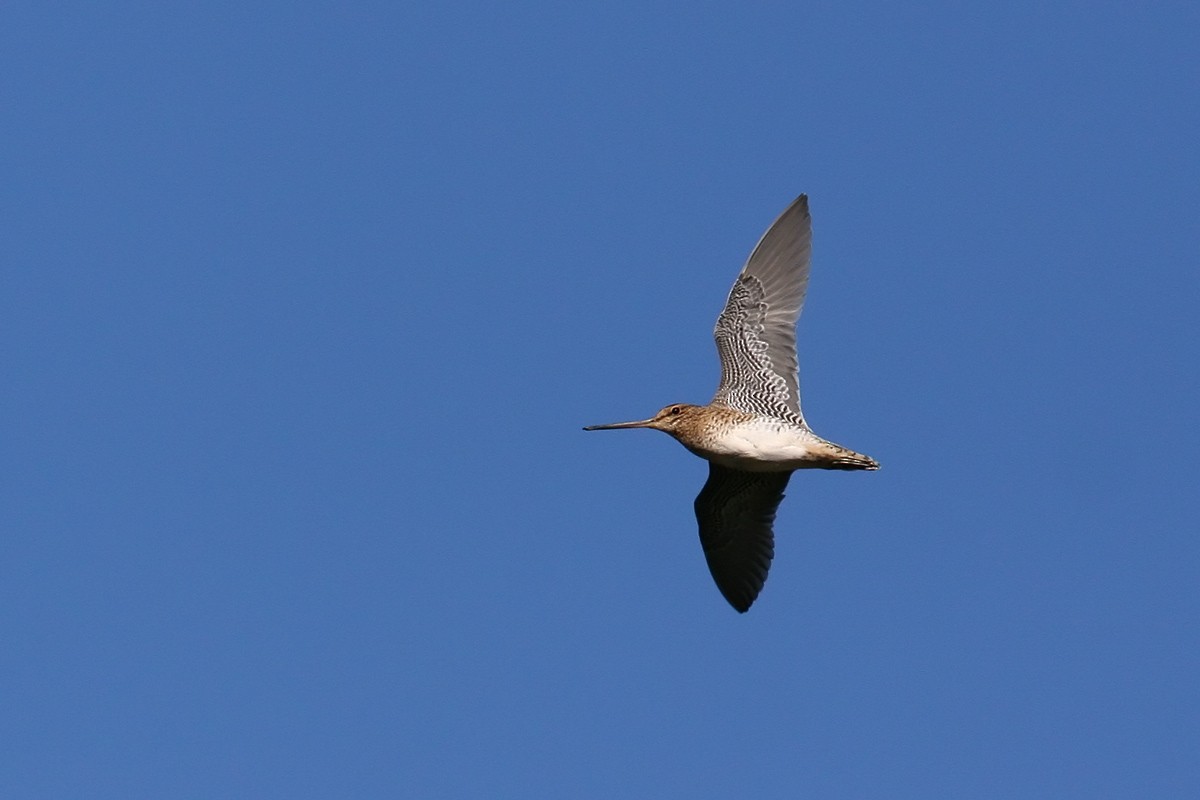 Latham's Snipe - ML85856161