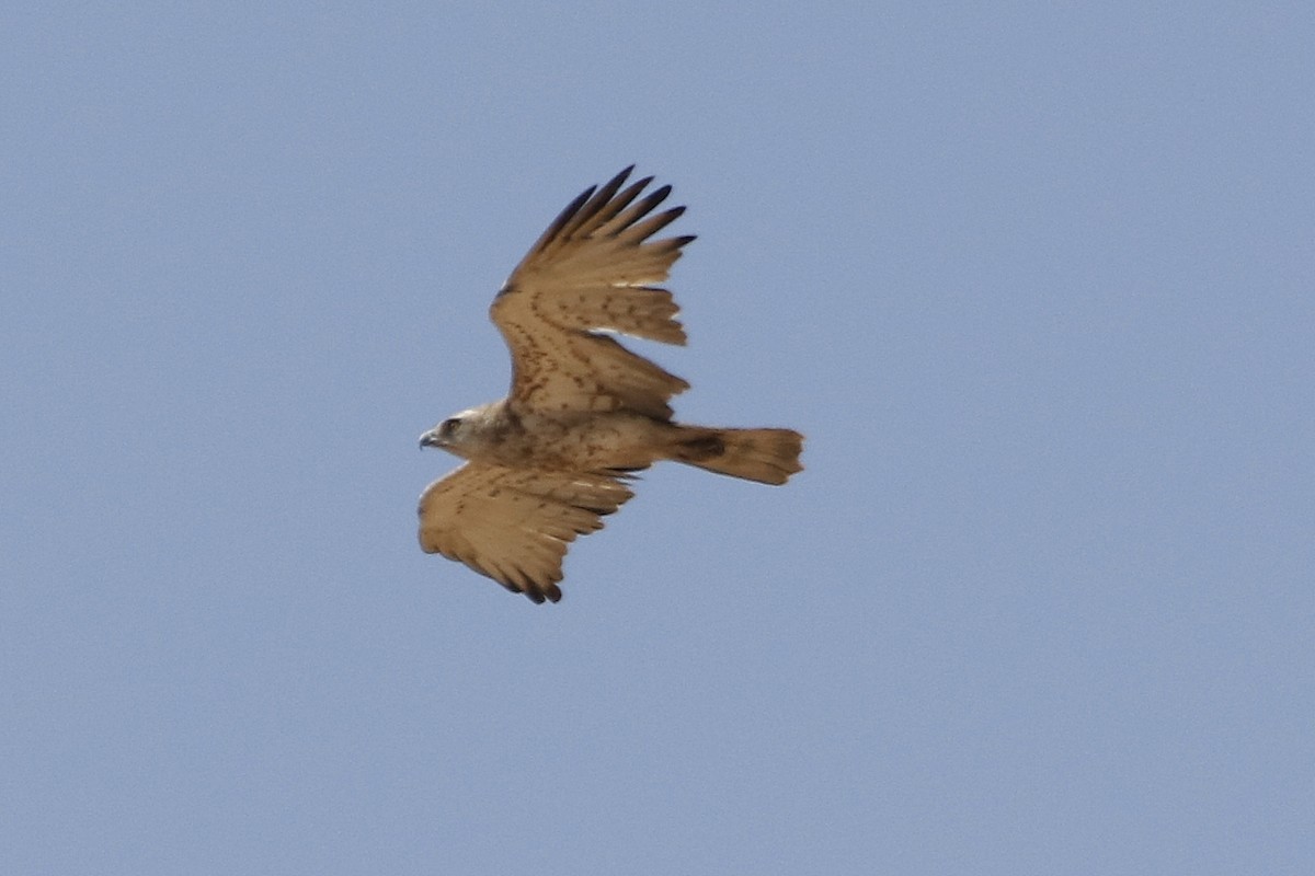 Short-toed Snake-Eagle - ML85856311