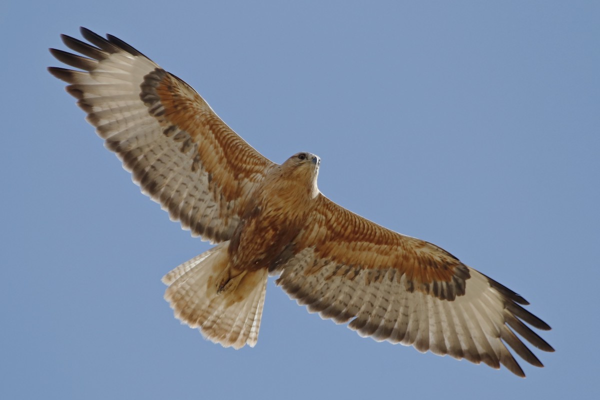 Long-legged Buzzard - ML85856461