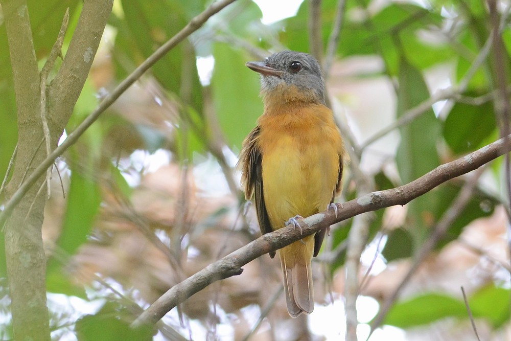 Citron-bellied Attila - Bruno Rennó