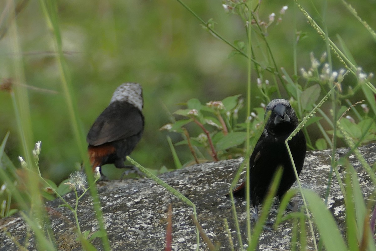 Mottled Munia - ML85857271