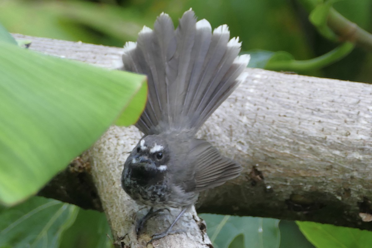 Pohnpei Fantail - ML85857591