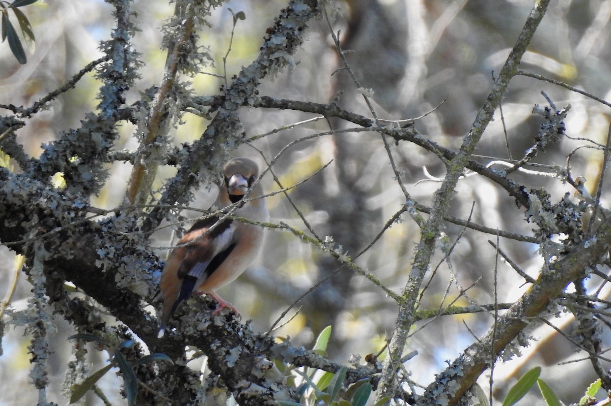 Hawfinch - ML85858831