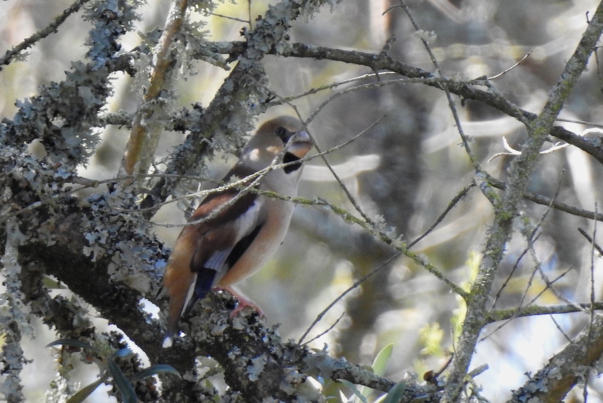 Hawfinch - ML85858841