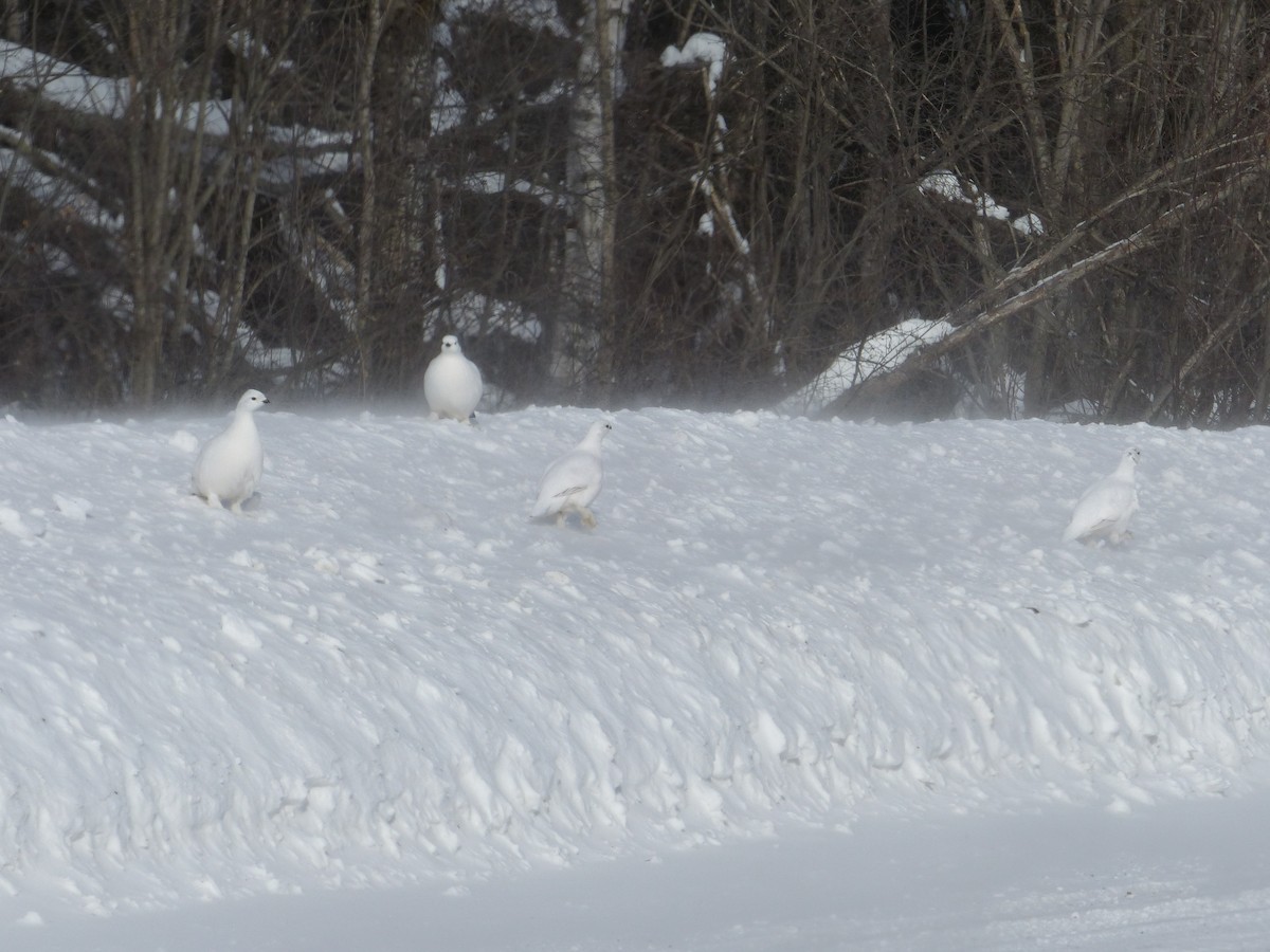 Moorschneehuhn - ML85858871