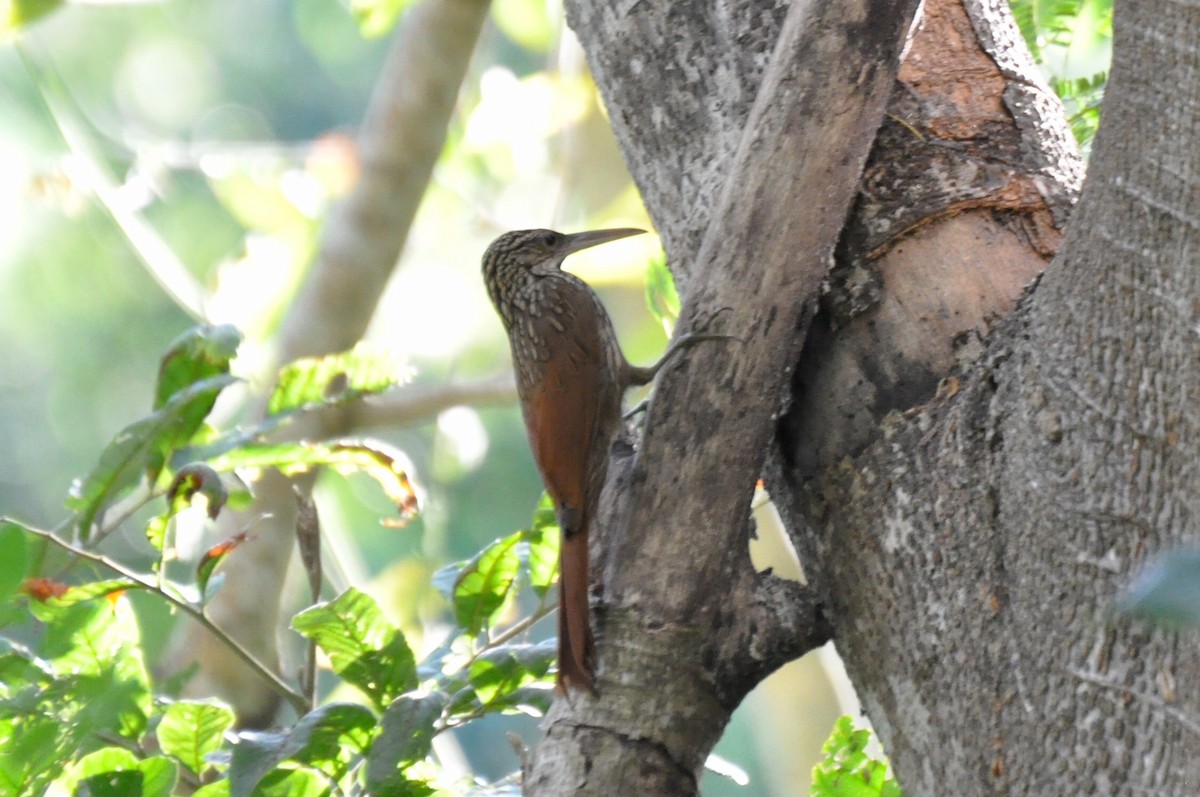 Ivory-billed Woodcreeper - ML85861031