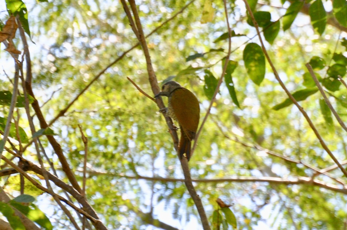 Gray-crowned Woodpecker - ML85861051