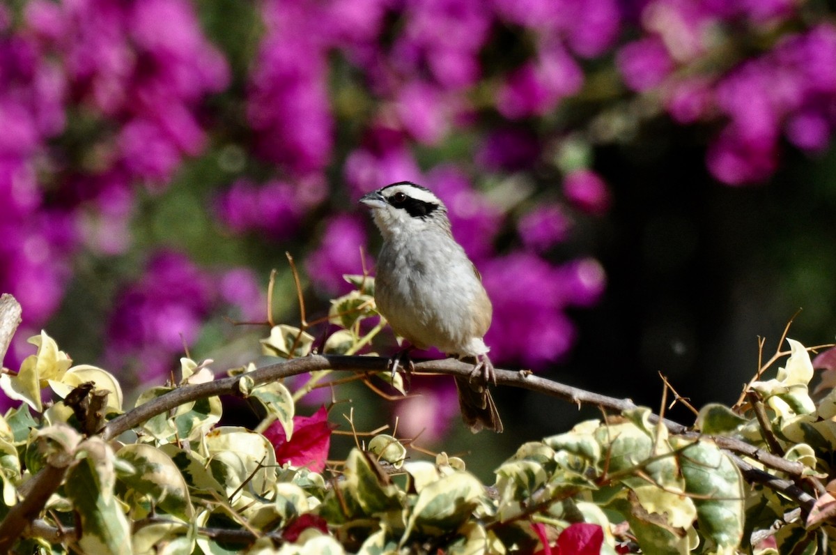 Stripe-headed Sparrow - ML85861151