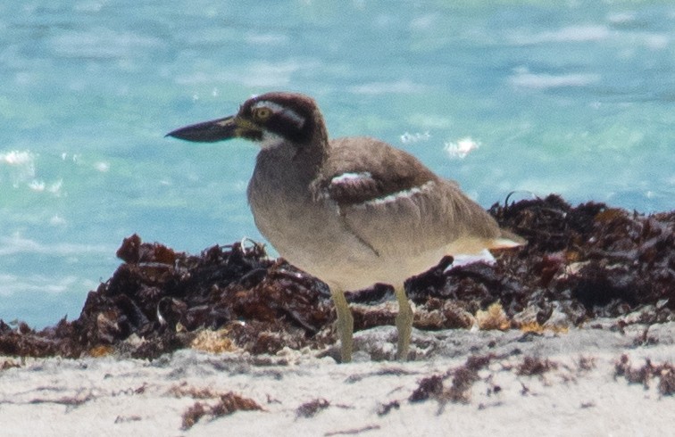 Beach Thick-knee - ML85861571