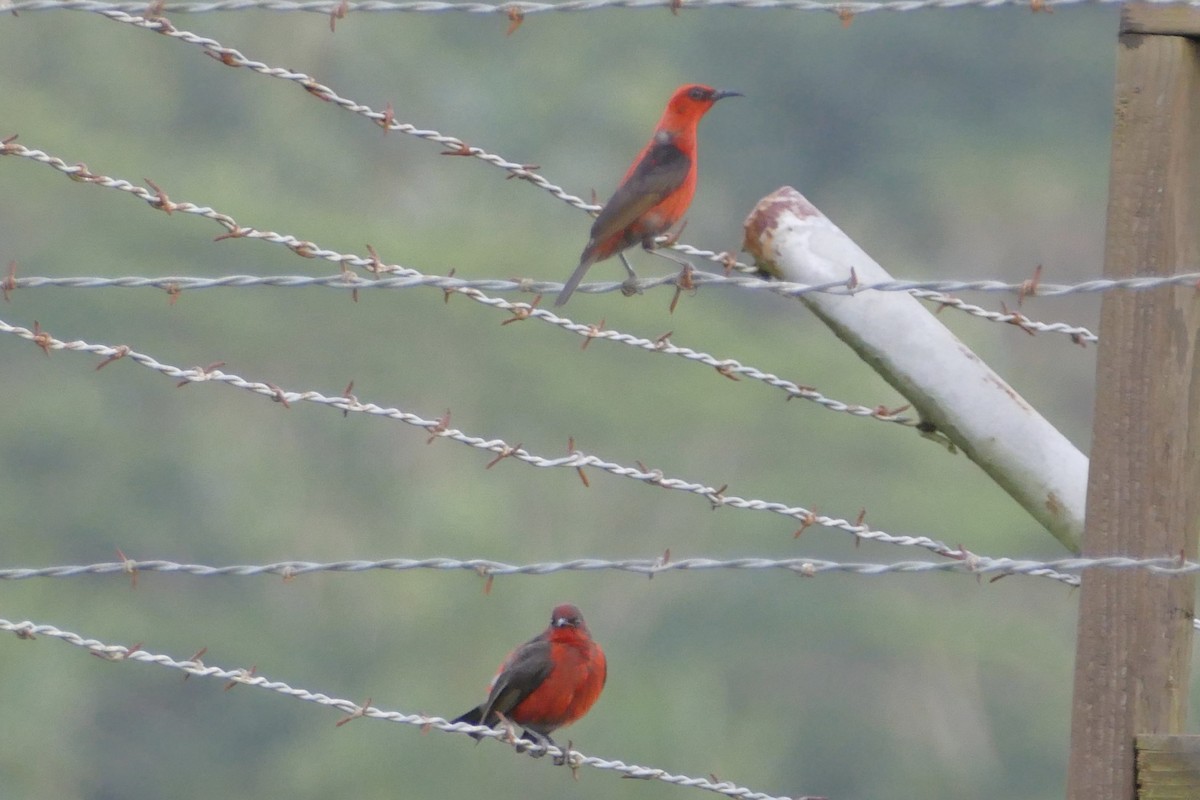 Micronesian Myzomela - ML85861791