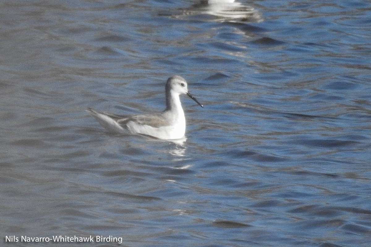 Wilson's Phalarope - ML85862021