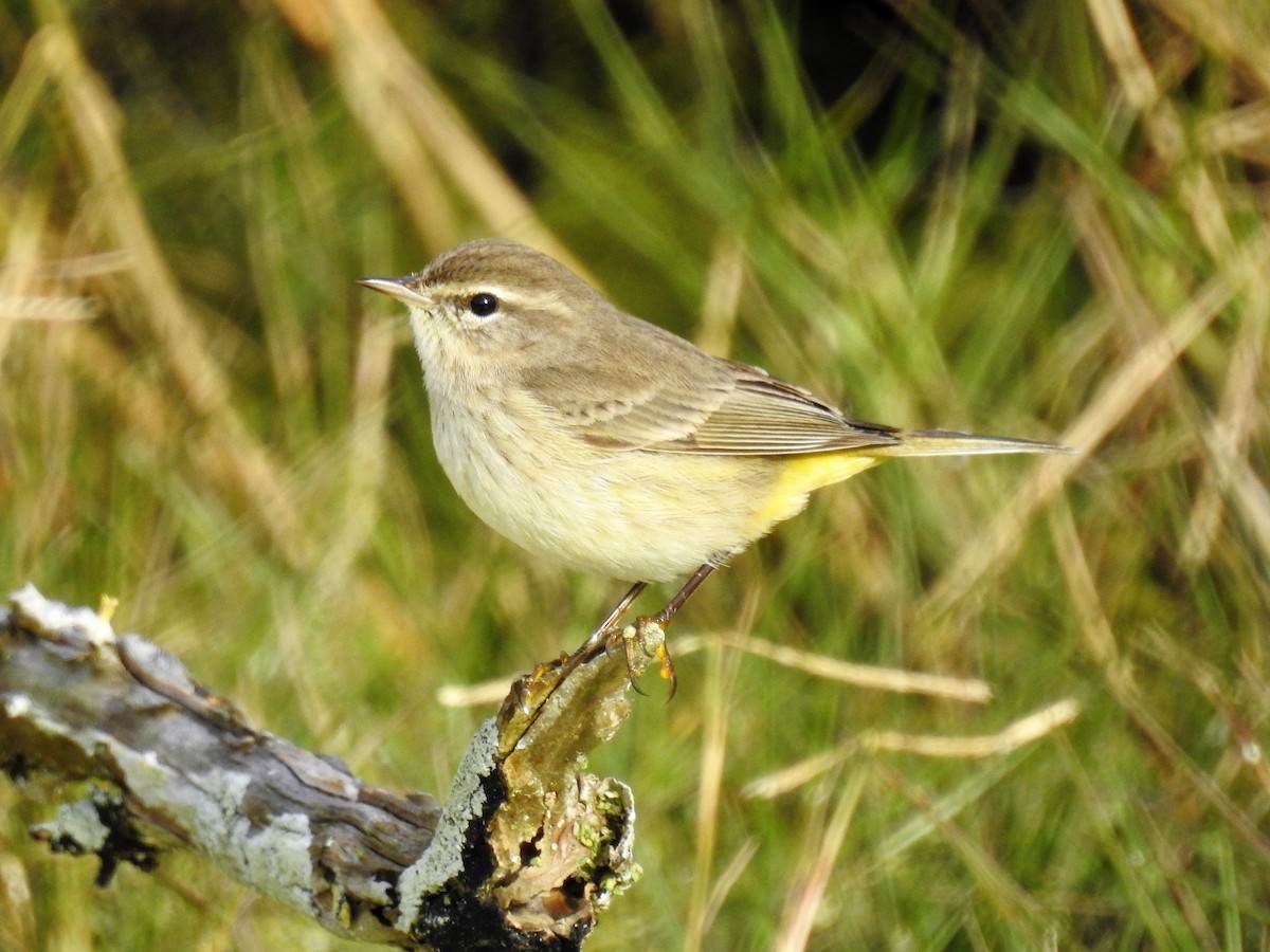 Palm Warbler - ML85862771