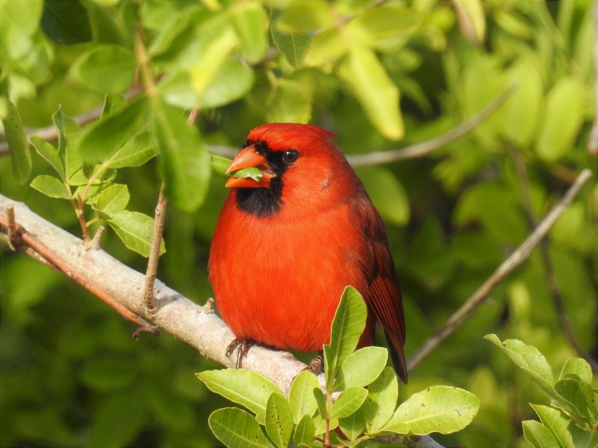 Northern Cardinal - ML85862811