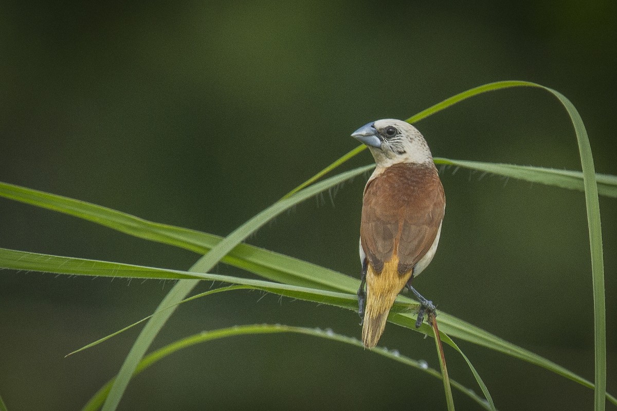 ub. spurvefugl (Passeriformes sp.) - ML85863121