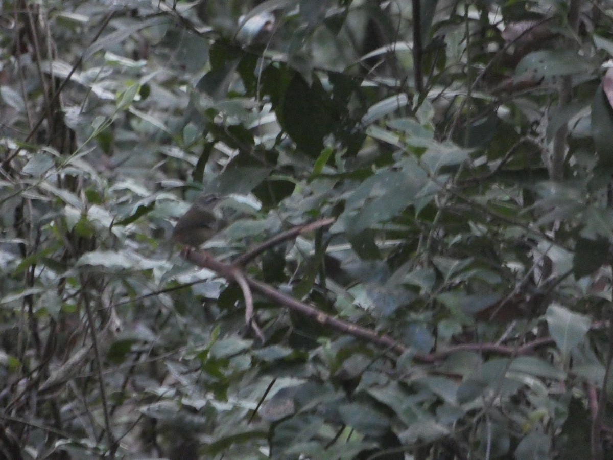 White-browed Scrubwren - ML85863151