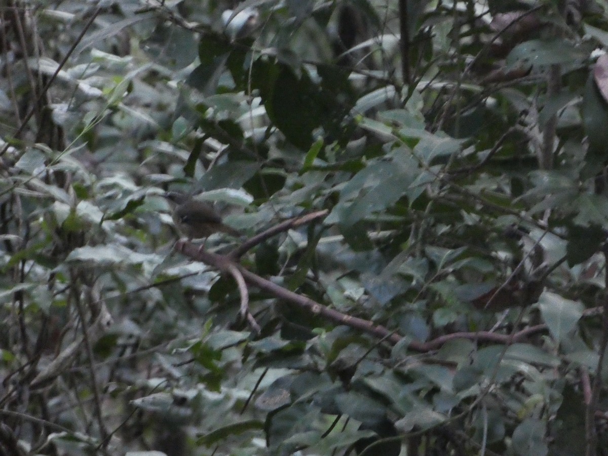 White-browed Scrubwren - ML85863161