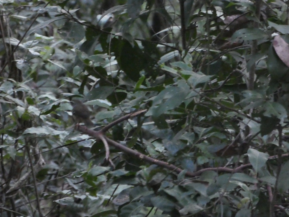 White-browed Scrubwren - ML85863171