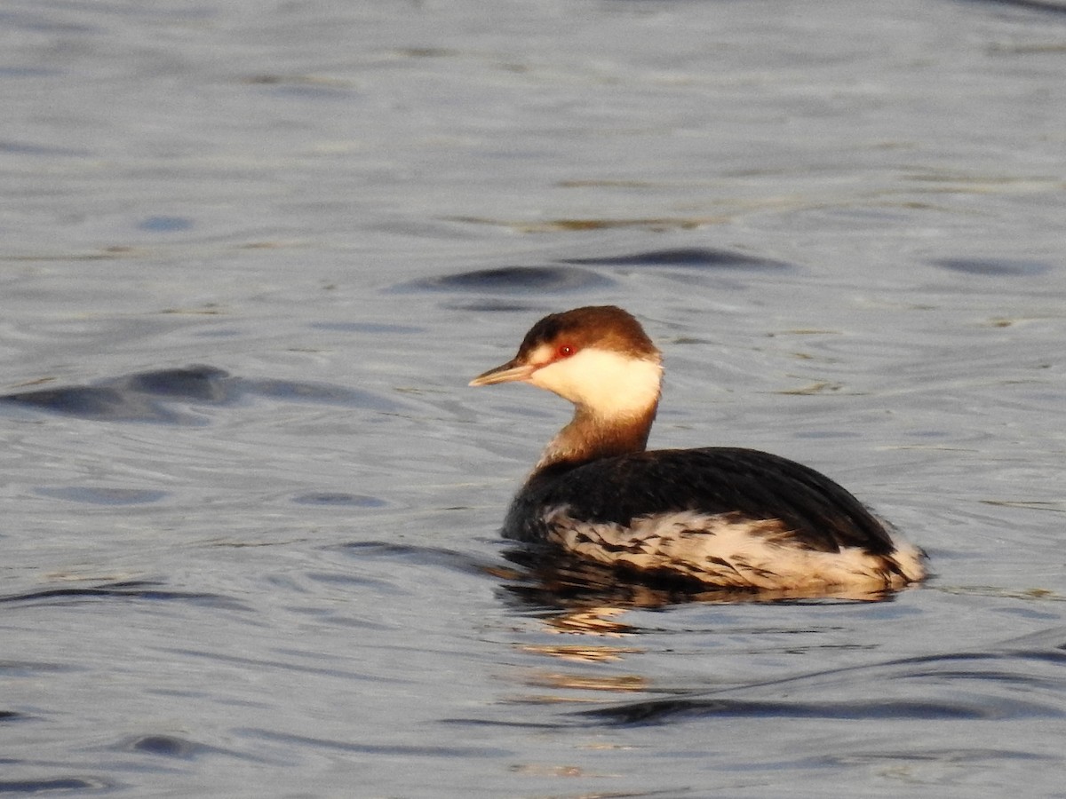 Horned Grebe - S. K. Jones