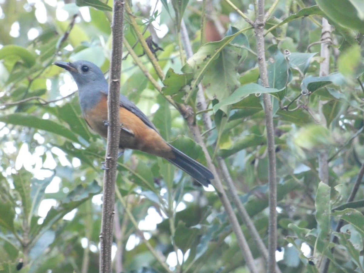 Black-faced Monarch - ML85863451