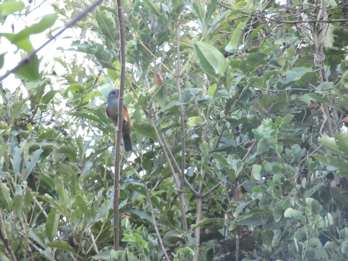 Black-faced Monarch - ML85863461