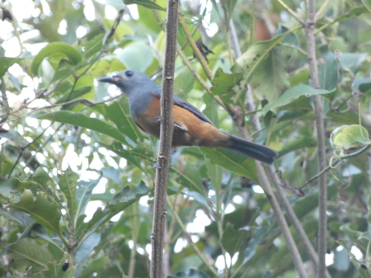 Black-faced Monarch - ML85863471