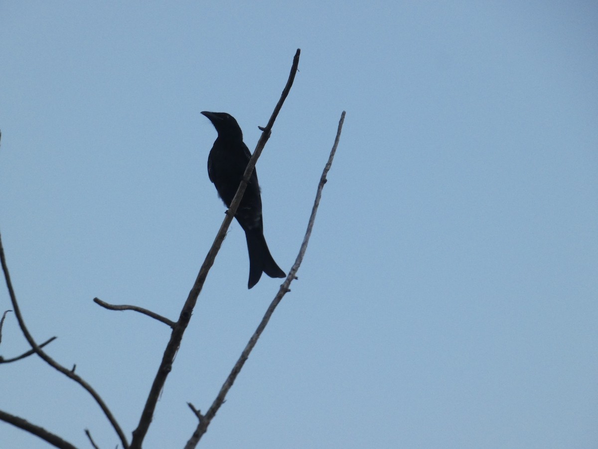 Spangled Drongo - ML85863541
