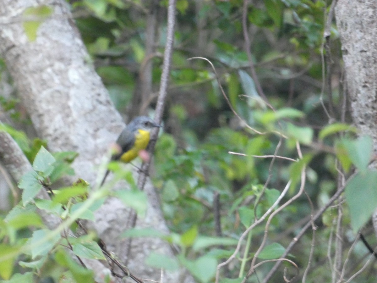 Eastern Yellow Robin - ML85863571