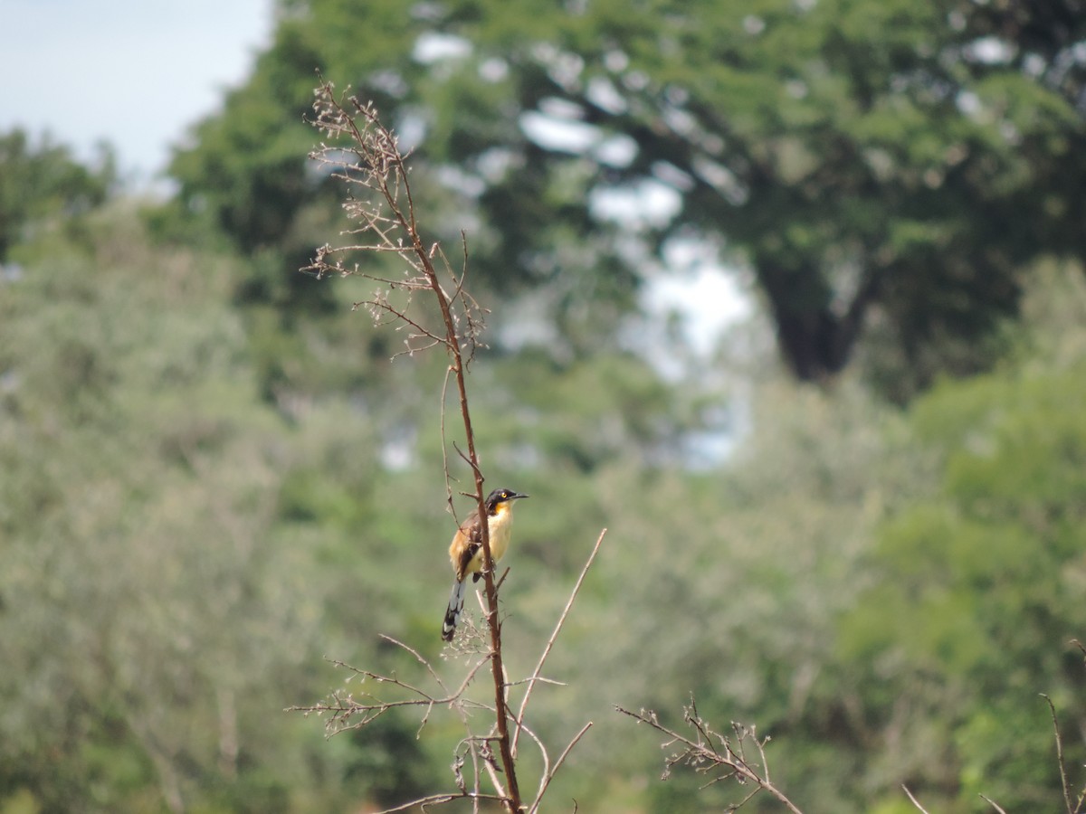 Black-capped Donacobius - ML85865961