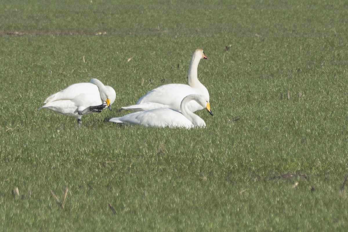 Whooper Swan - ML85866161