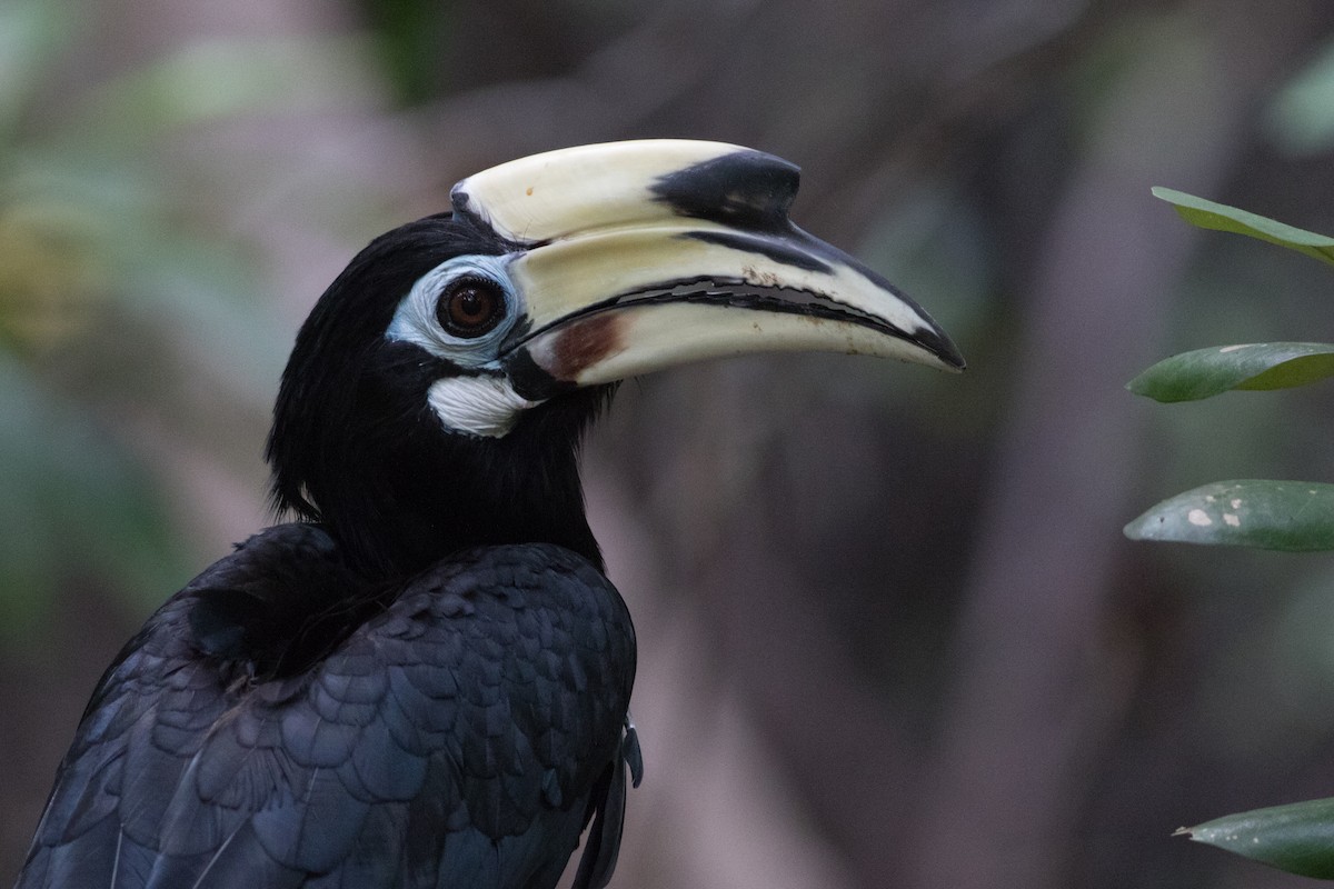 Oriental Pied-Hornbill - ML85866901