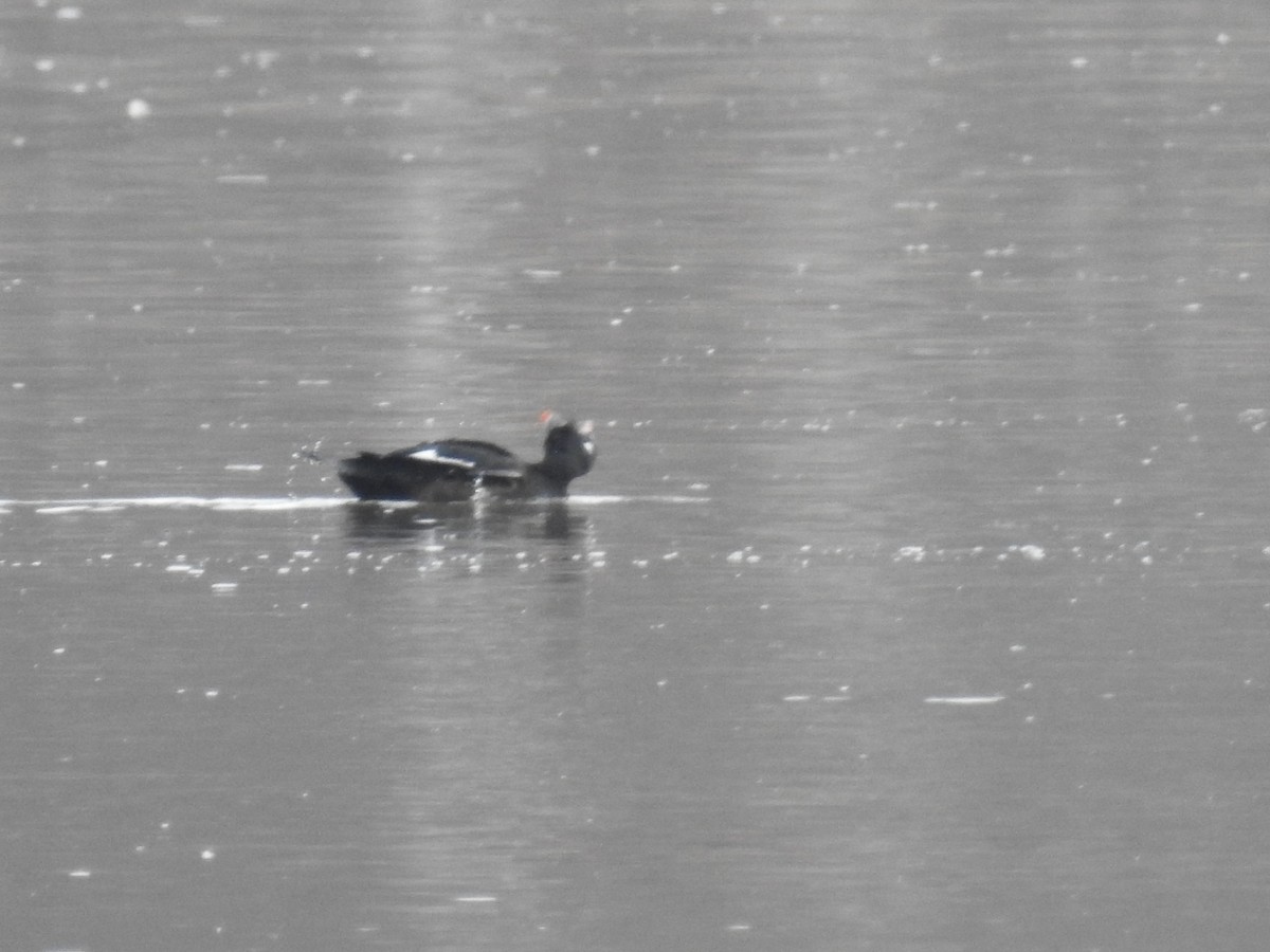 White-winged Scoter - ML85868751