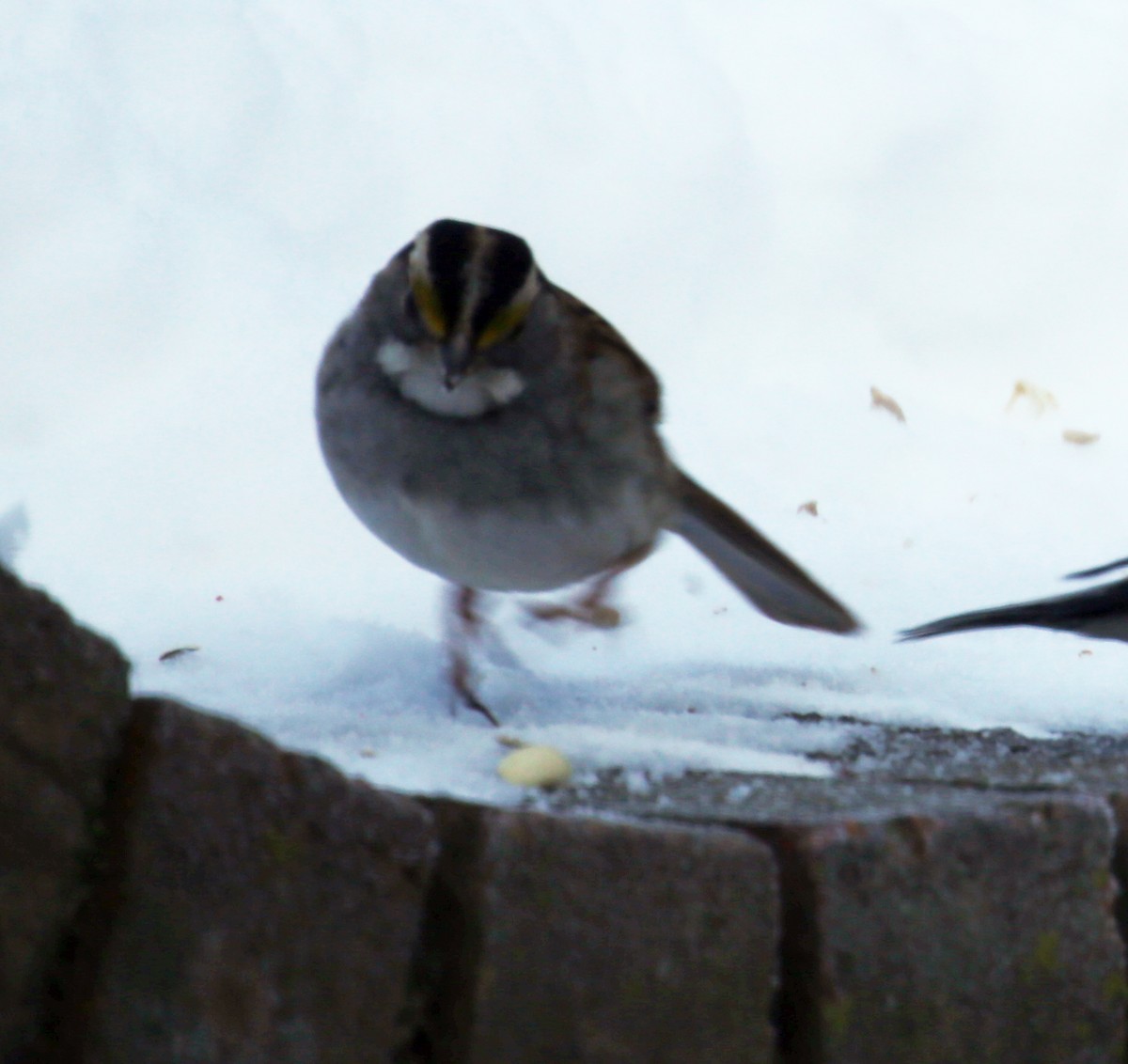 White-throated Sparrow - ML85870531