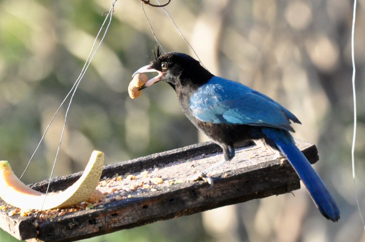 San Blas Jay - ML85870981