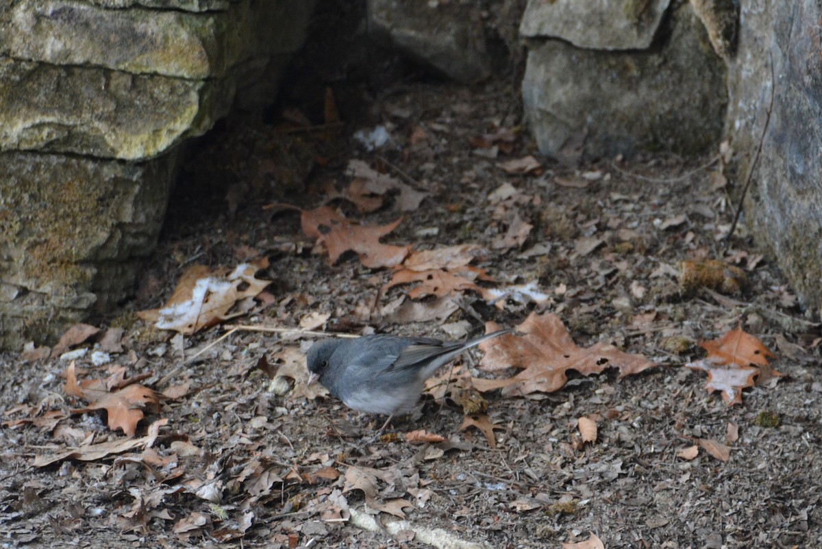 Dark-eyed Junco - ML85871141