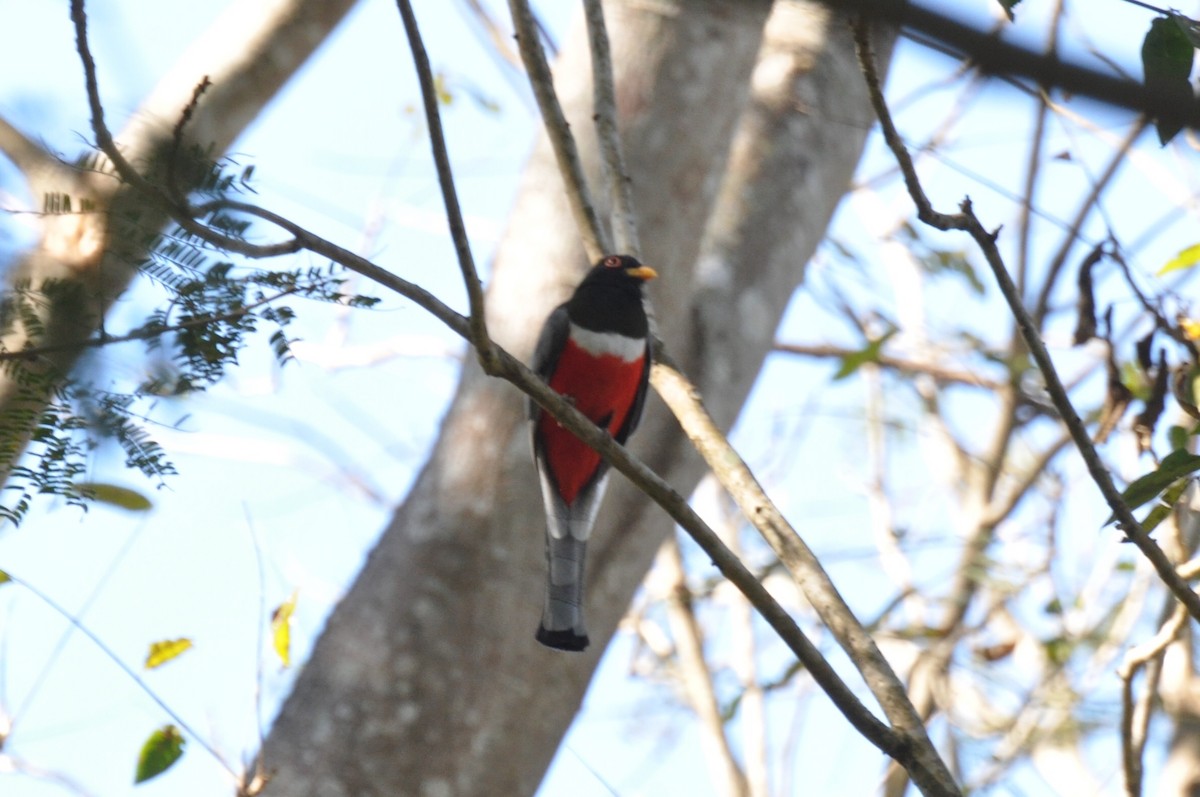 Elegant Trogon - ML85871371