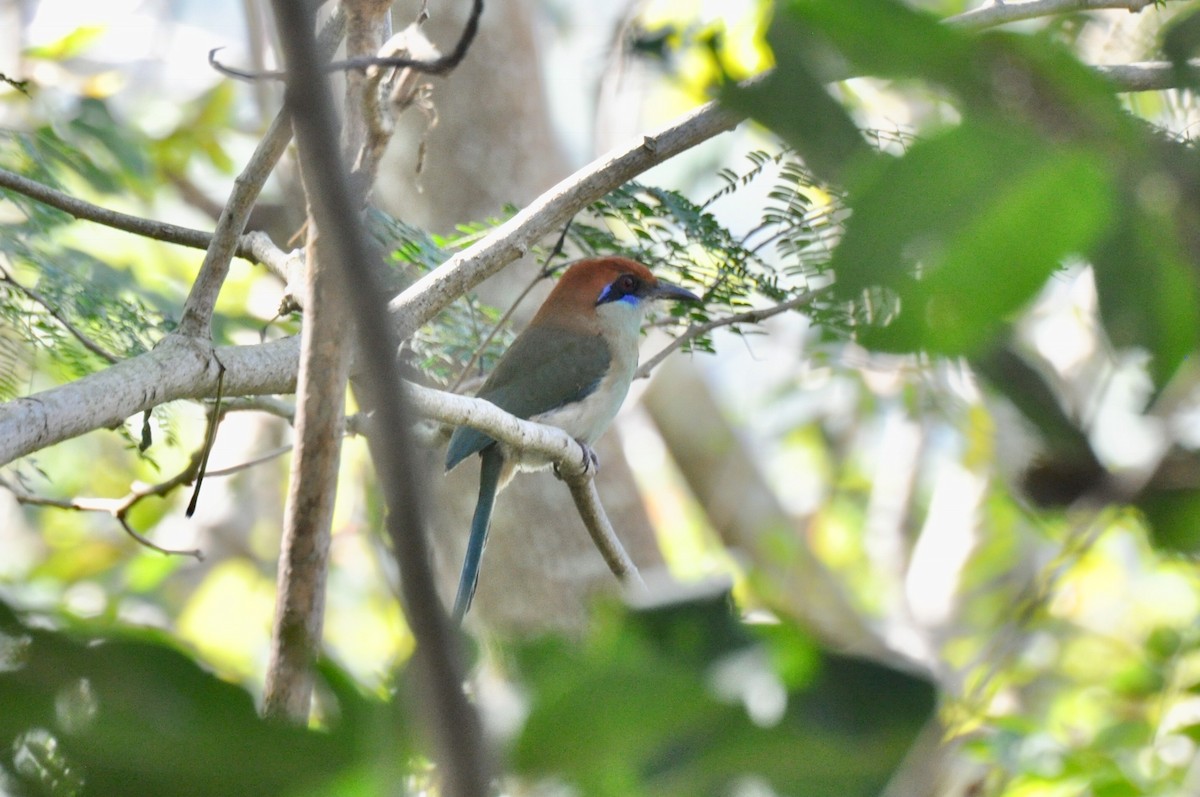 Russet-crowned Motmot - ML85871451