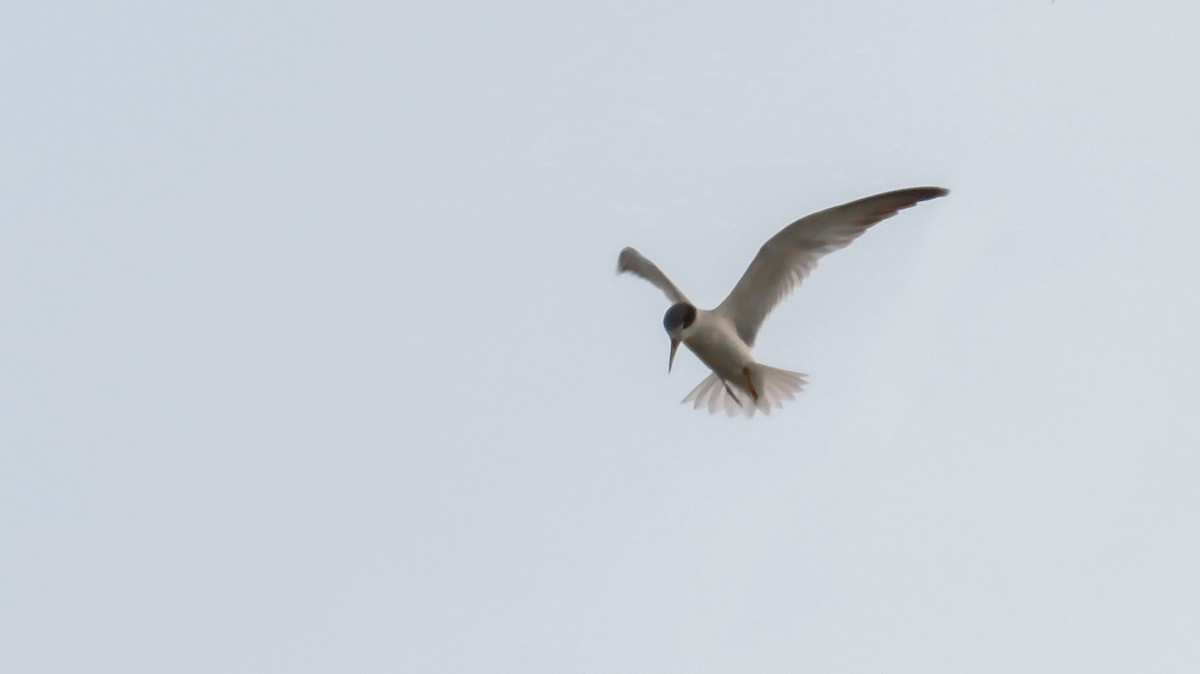 Yellow-billed Tern - Jorge Muñoz García   CAQUETA BIRDING