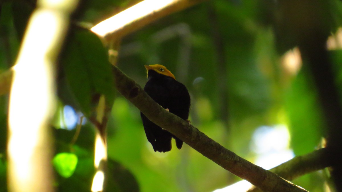 Manakin à tête d'or - ML85873001