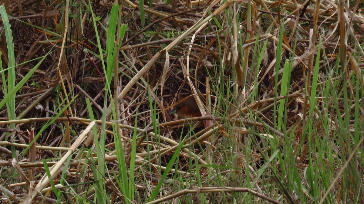 Rufous-sided Crake - ML85873111