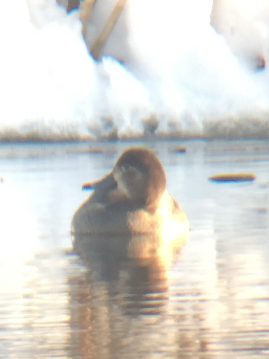 Ring-necked Duck - ML85873141