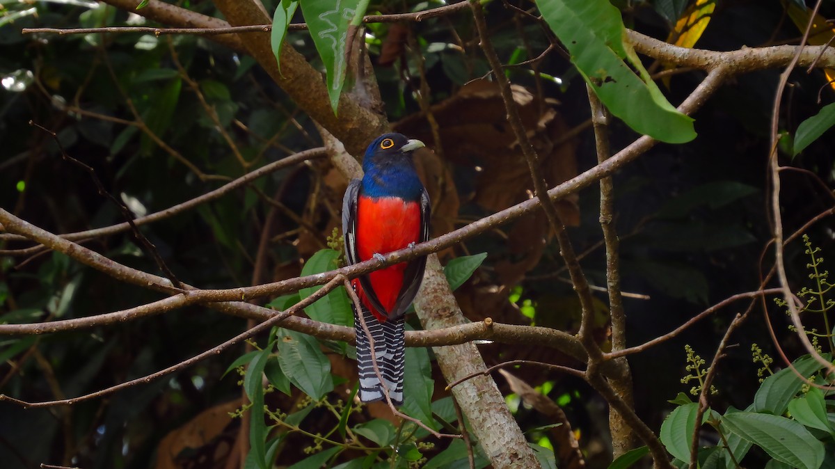 Blue-crowned Trogon - ML85873241