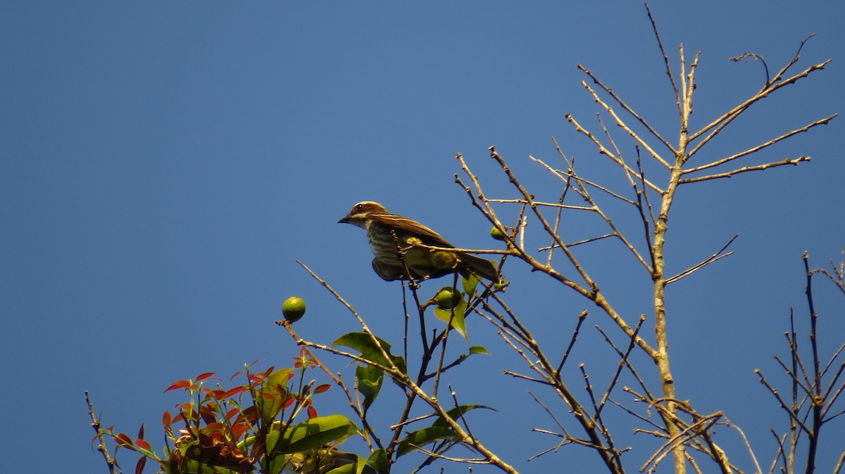 Piratic Flycatcher - Jorge Muñoz García   CAQUETA BIRDING